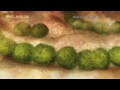 Immune System - Fighting Infection by Clonal Selection (2009) Etsuko Uno wehi.tv