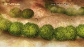 Immune System - Fighting Infection by Clonal Selection (2009) Etsuko Uno wehi.tv