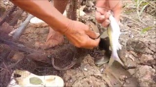 หว่านแห หาปลา ที่หนองทอน ทั้งปลากด ทั้งขาวอีไท เยอะมาก  Fishing fun on the field EP.4/7