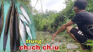 mùa câu cá  chạch chấu | trúng ổ chạch chấu quá ham