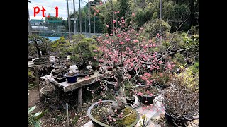 Bonsai garden HAYAFUNE - SEIKOUEN  Pt.1 (Angyo, Saitama Pref.) ・盆栽：早船静香園　前編（安行・埼玉県）