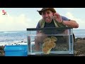 MONSTER FROGFISH FOUND!