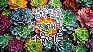 🌈알록달록🌈다육이들🚀5만원이상🚀무료배송🎁일주일보관가능🎁