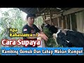 CARA KAMBING CEPAT GEMUK.SUKSES TERNAK KAMBING#kambingkaligesing #ternakkambing