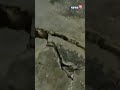 Cracks Develop In Houses In Shimla, Himachal Pradesh After Incessant Rainfall | #shorts #viral