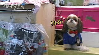 유난히 외향적인 영업사원 강아지 왕건 씨🐶 은근 슬쩍 영업하다 가게에 손님 몰린 썰푼다 l KBS 주주클럽 081116 방송