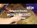 Rubik’s Cube World Record Is Beaten By Octopus!