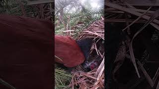 Brown winged crow cuckoo feeds frogs to small birds红毛鸡给小鸟喂青蛙