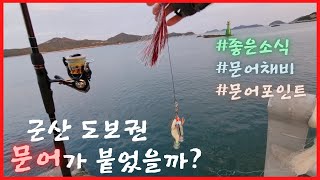 [루어낚시] 군산 도보권 문어가 붙었을까? #좋은소식 #문어채비 #문어포인트