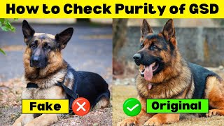 How to Check Purity of German Shepherd Puppy ✅