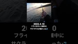 フライのキャス練してたらサクラマスが掛かった 稚内の釣り人こーすけ(2022.4.10)[海サクラマス][フライフィッシング][flyfishing][cherrysalmon]