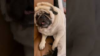 Sleeping Pug Dog #ownpetz #pug #dog #sleep #shorts #video