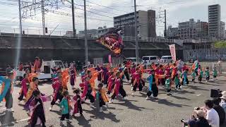 朝霞鳴子一族め組『バァァァーン!!』【第二部】／関八州よさこいフェスタ in 黒目川花まつり（2024/03/31）@朝霞市産業文化センター 第2駐車場