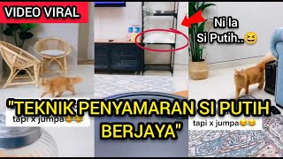 Berdekah Netizen Tonton Telatah Si Oyen Cari Si Putih Merata Gara-Gara Tak Nampak