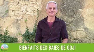 Bienfaits des baies de goji : tonique nutritif, protection contre les maladies dégénératives