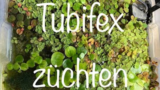 Zucht von Lebendfutter Tubifex