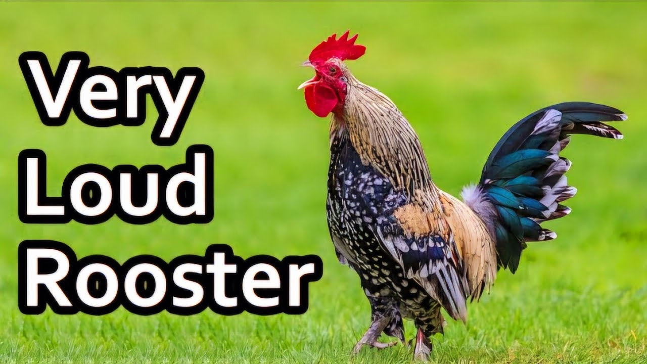 10 Different Rooster Crowing | Top Most Beautiful Chicken Breeds ...