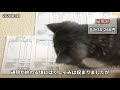 【0～1歳半】猫を迎えてから今までにかかった医療費を公開します【エキゾチックショートヘア】