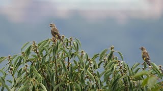 権現山のカワラヒワ（幼鳥）その１（4K60P動画）