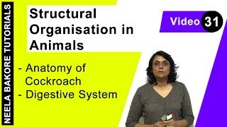 Structural Organisation in Animals | NEET | Anatomy of Cockroach - Digestive System | Neela Bakore