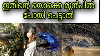 ആമസോൺ കാട്ടിലെ മനുഷ്യർക്ക് ഏറ്റവും അപകടകാരികളായ 10 ജീവികൾ