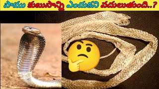 🤔పాము తన కుబుసాన్ని ఎందుకని వదులుతుంది? #shortsfeed #shorts #ytshorts #rahmanfacts @RAHMANFACTS