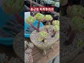 색감예쁜 둥근잎 비취후리데❤️ 다육 shorts succulents 다육식물 다육이 다육이키우기 多肉植物 다육초보 다육화분 임영웅 flowers plants