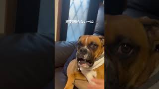 なんでそんなに怒らないのか#犬 #犬のいる生活 #可愛い #dog #bulldog #ブルドッグ