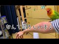 【ボタンインコ】わが家の女王様【凶暴】