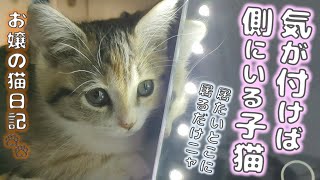 気付けばいつも側にいる子猫【お嬢の猫日記 / OJO- CAT DAILY】