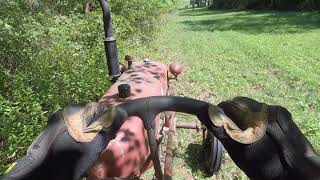 Farmall Cub Brush Hogging