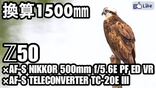 【野鳥撮影】実戦！Z50に556に2倍テレコン。換算1500mm