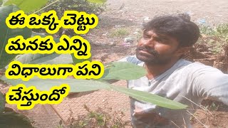 ఈ ఒక్క చెట్టు మనకు ఎన్ని విధాలుగా పని చేస్తుందో / How many ways does this one tree work for us