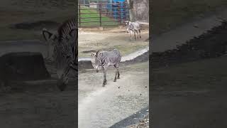 #shorts  もう帰る時間だよ〜　グレービーシマウマ　千葉市動物公園　2022年11月12日