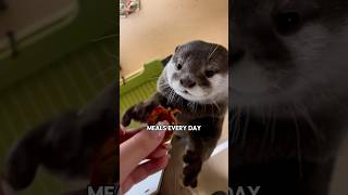 The otter found a home.#shortvideo #shorts #fyp #otters #animlas #cute #amazing #pets #love