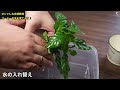 【初心者も安心】コップで簡単！100均の観葉植物を水耕栽培しよう♪【コーヒーの木の育て方】