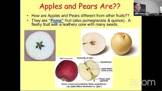 All About Apples and Pears