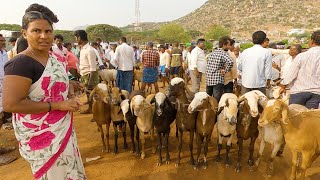 Pavagada sheep market - Largest in Karnataka