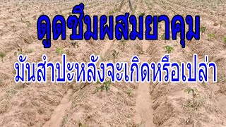 ยาคุมผสมดูดซึมพ่นหลังปลุกจะเป็นอย่างไร #มันสำปะหลัง #ยาคุมผสมดูดซึม