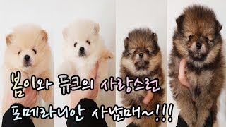 봄이와 듀크의 사랑스런 포메라니안 사남매~!!! [반려견 / 포메 / 포메라니안 / pomeranian / pom]