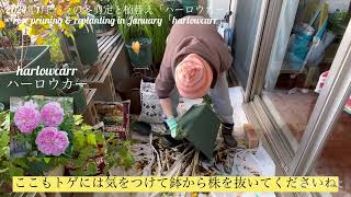 【2024年1月 バラの冬剪定と植替え「ハーロウカー」】rose pruning \u0026 replanting in January「harlowcarr」