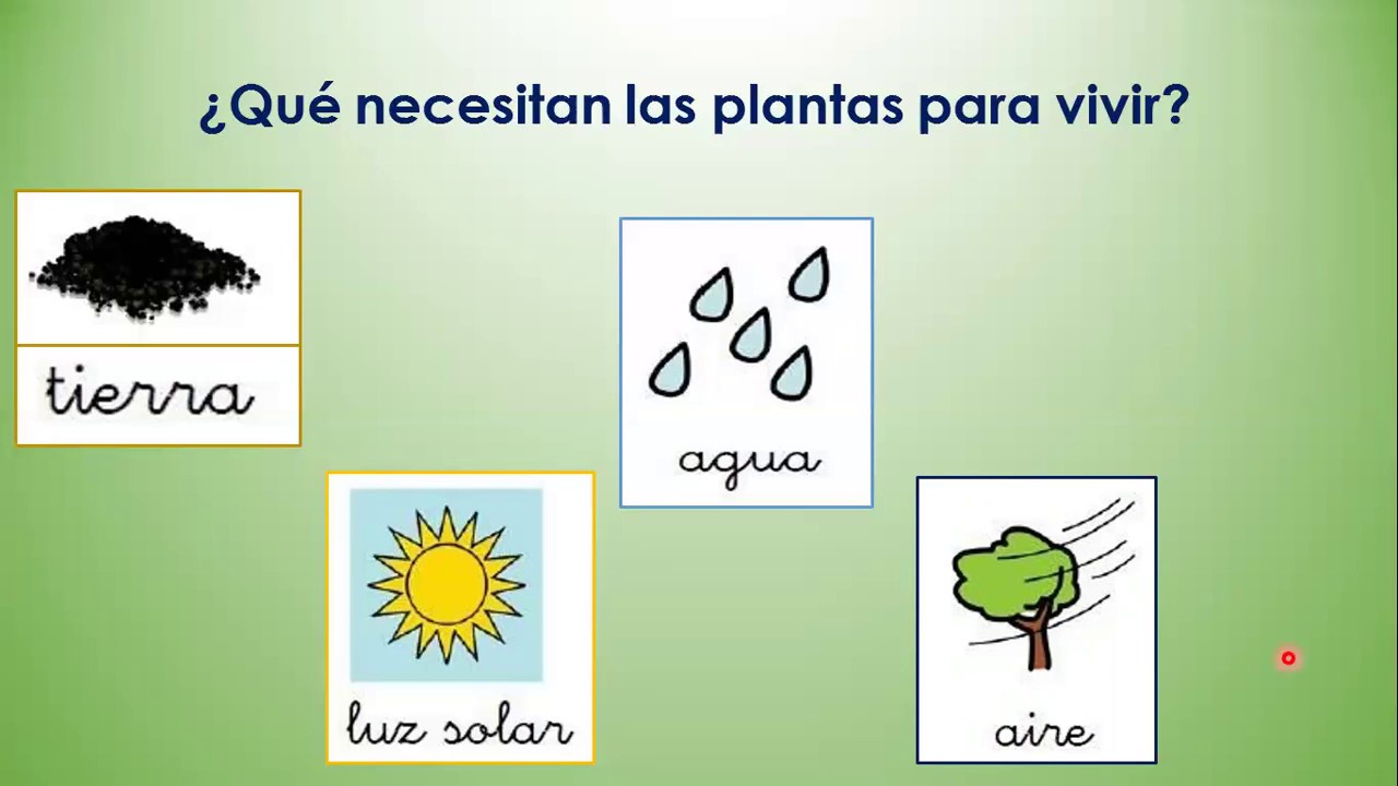 CIENCIA Y TECNOLOGÍA 1ER GRADO NECESIDADES DE LAS PLANTAS PARA VIVIR Y ...