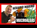 🐠 Cómo montar un pequeño acuario marino fácil de mantener