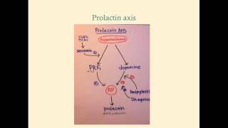 Endocrine Physiology Review - CRASH! Medical Review Series