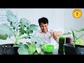 how to make effective natural fertilizer fo every plant best fertilizer 2021 វិធីធ្វើជីធម្មជាតិ