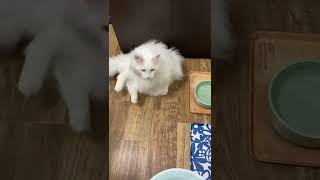 吾輩のごはんは？！Where is my meal?!【メインクーンかりん Carin the Mainecoon】