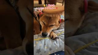 🐶：ヘアセットしたよ〜‼️ #柴犬コンちゃん #癒し動画 #柴犬 #dog #ヘアセット #shorts