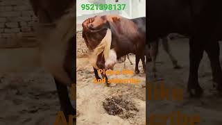 big udder | beautiful Cow #shorts #short #funnyvideo #viral #tranding #sidhakisan #sahiwal #dairy