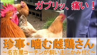 珍事・噛む雌鶏さん～にわとり名古屋コーチンが飼い主にかみ付く～