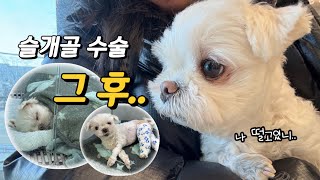 봄이의 슬개골 탈구 수술 일지 (with 또 다른 환자)